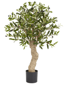 2.5' Olive Silk Tree