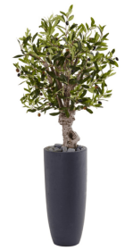 3.5â€™ Olive Tree in Gray Cylinder Planter