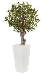 3.5â€™ Olive Tree in White Tower Planter