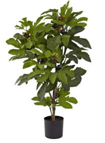 32â€ Fig Tree w/42 Lvs & 15 Figs