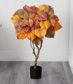 3â€™ Autumn Umbrella Ficus Tree