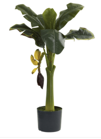 3â€™ Banana Tree
