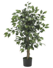 3' Ficus Silk Tree