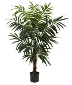 4.5â€™ Bulb Areca Tree