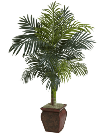 4.5â€™ Golden Cane Palm w/Decorative Container