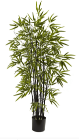 4â€™ Black Bamboo Tree