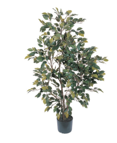 4' Ficus Silk Tree