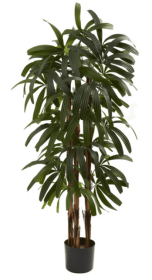 4â€™ Raphis Palm Tree