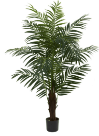 5' Areca Palm Tree