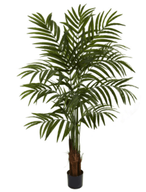 5â€™' Big Palm Tree