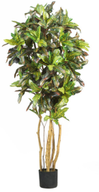 5' Croton Silk Tree