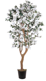 5' Dogwood Silk Tree