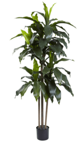 5â€™ Dracaena Plant UV Resistant (Indoor/Outdoor)