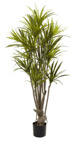 5â€™ Dracaena Silk Tree