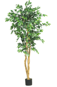 5' Ficus Silk Tree