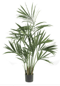 5' Kentia Palm Silk Tree
