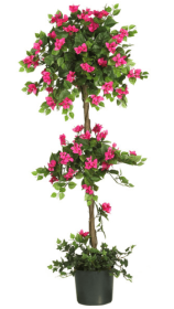 5' Mini Bougainvillea Topiary