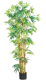 5' Multi Bambusa Bamboo Silk Tree