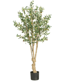 5' Olive Silk Tree