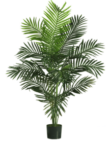 5' Paradise Palm