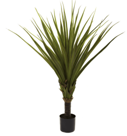 5' Spiked Agave Tree