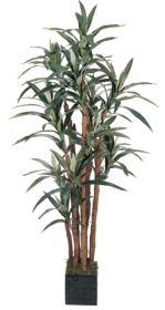 5' Yucca Silk Tree