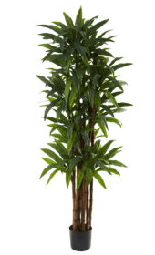 6.5â€™ Dracaena Tree
