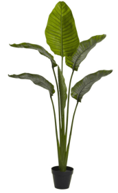 64â€ Travellers Palm Tree UV Resistant (Indoor/Outdoor)