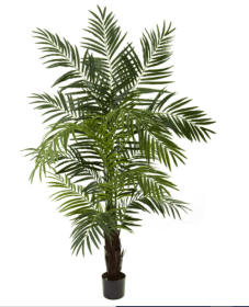 6â€™ Areca Palm Tree