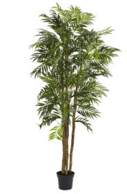 6' Bella Palm Silk Tree