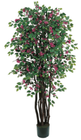 6' Bougainvillea Silk Tree