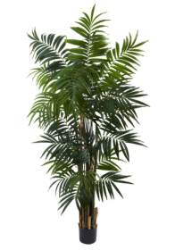 6â€™ Bulb Areca Palm Tree