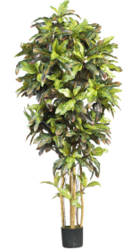 6' Croton Silk Tree