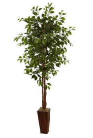 6' Ficus Tree w/Bamboo Planter