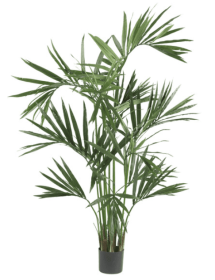 6' Kentia Palm Silk Tree