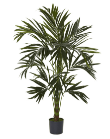 6' Kentia Silk Tree