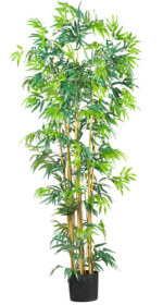 6' Multi Bambusa Bamboo Silk Tree