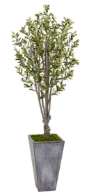 6â€™ Olive Tree in Stone Planter