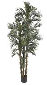 6' Robellini Palm Silk Tree