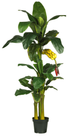 6' Triple Stalk Banana Silk Tree