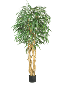 6' Weeping Ficus Silk Tree