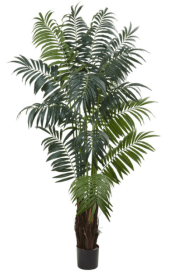 7.5â€™ Bulb Areca Palm Tree