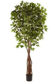 7.5â€™ Super Deluxe Ficus Tree
