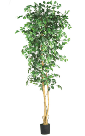 7' Ficus Silk Tree