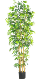 7' Multi Bambusa Bamboo Silk Tree