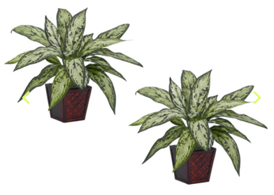 Silver Queen Silk Plant (Set of 2)